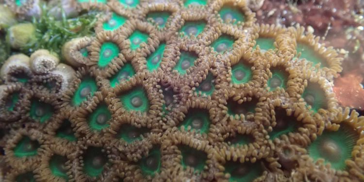 NatConnect Foundation