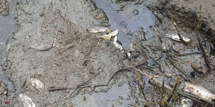 NatConnect Foundation