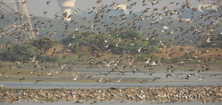 NatConnect Foundation