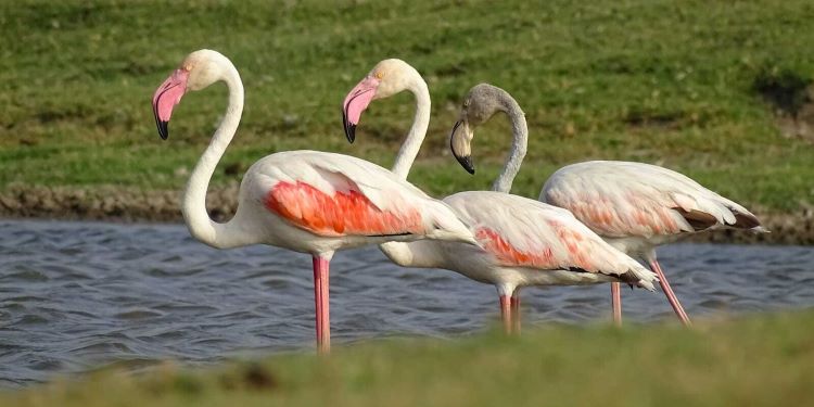 NatConnect Foundation