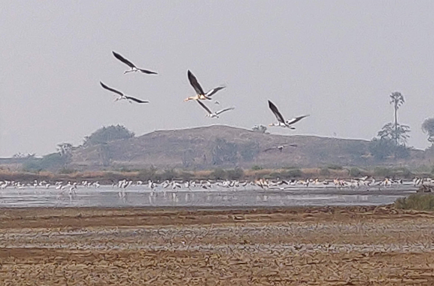 NatConnect Foundation