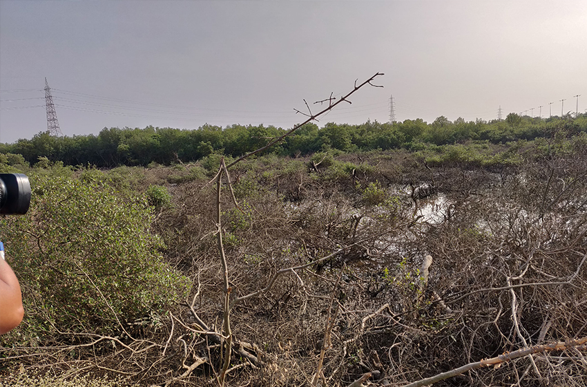 NatConnect Foundation