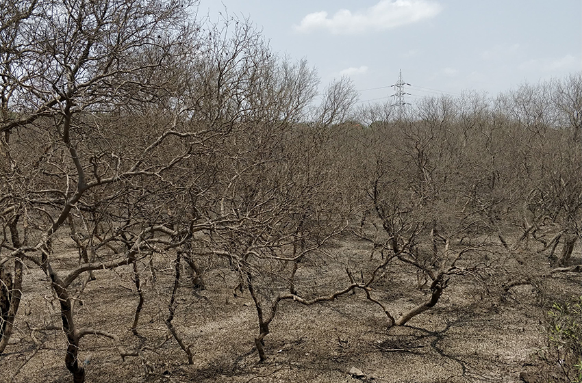 NatConnect Foundation